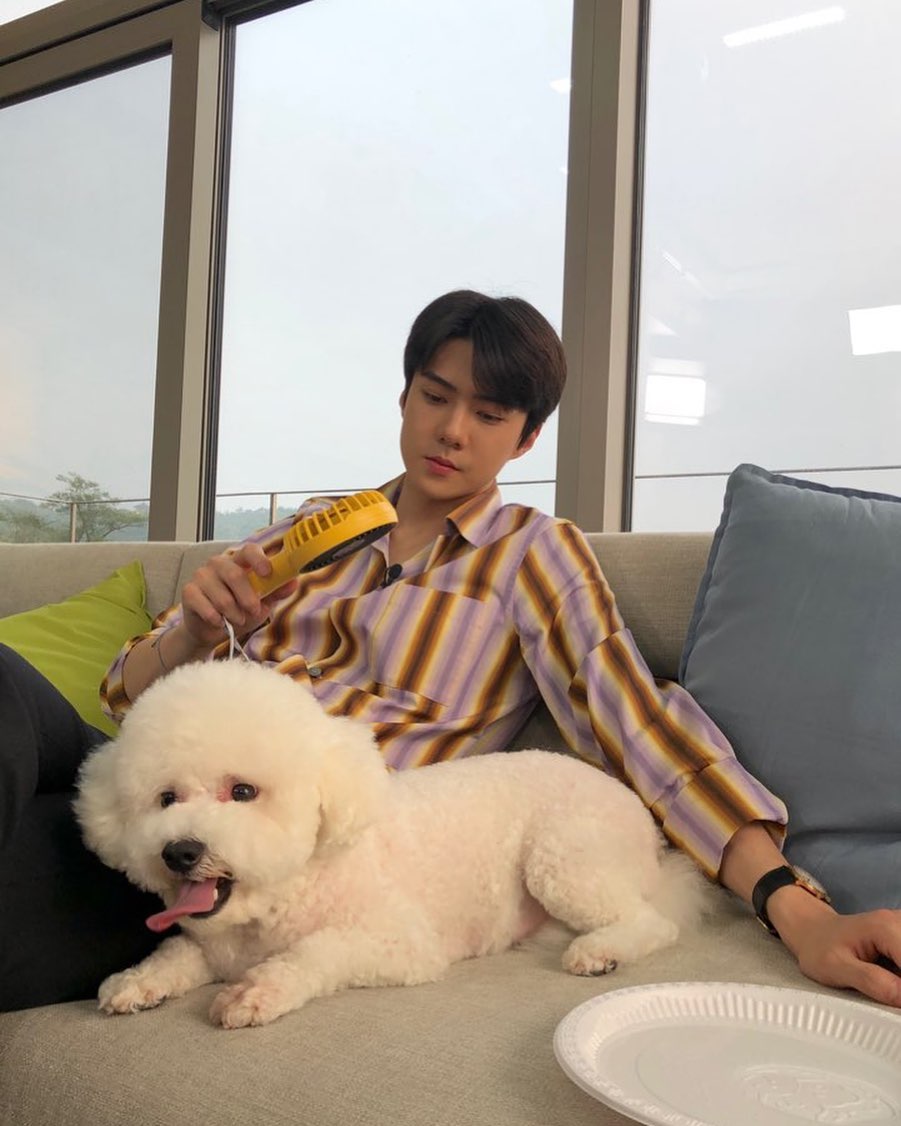 K-Pop’s 10 Cutest Bichon Frises: For Your Daily Dose Of UWU