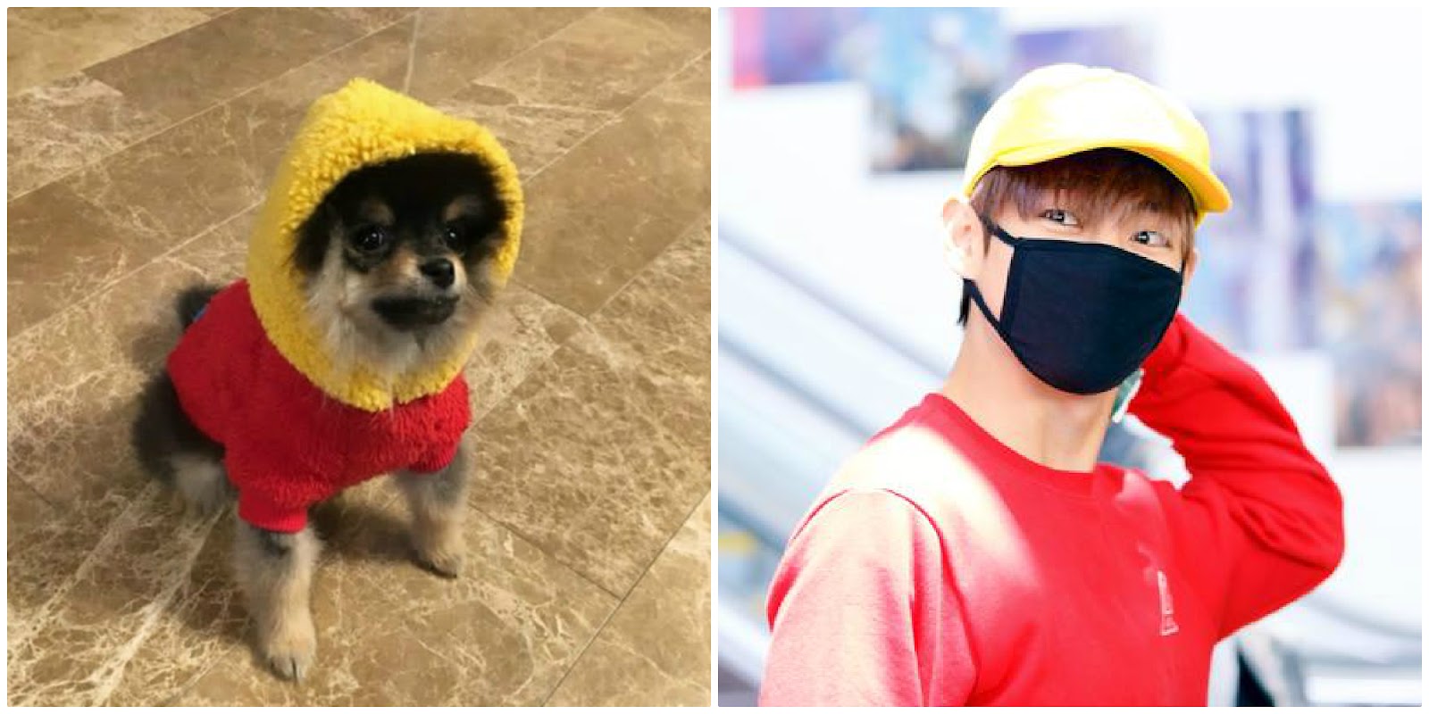 Just 8 Times BTS’s V & His Dog Yeontan Literally Looked Like Father