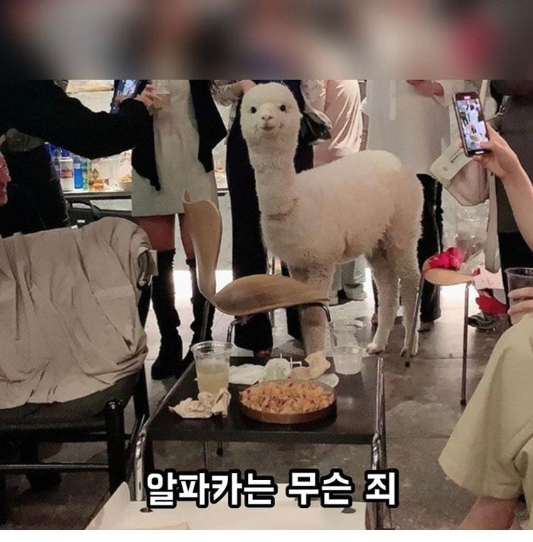 cheongdam party alpaca